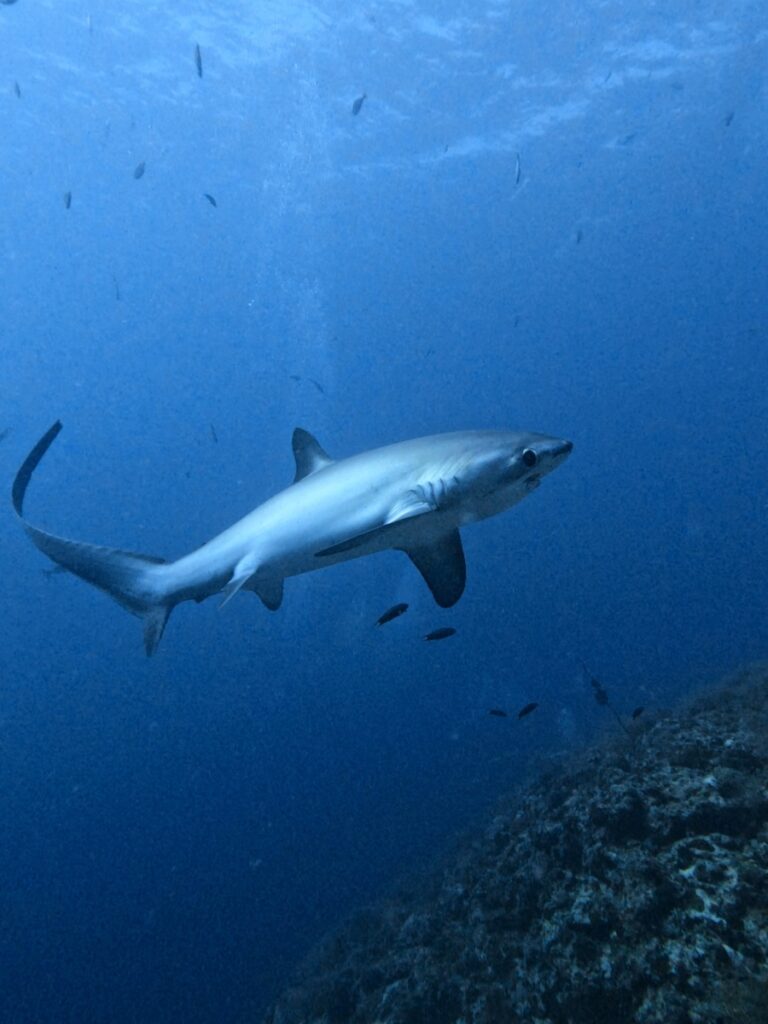 Tiburón zorro