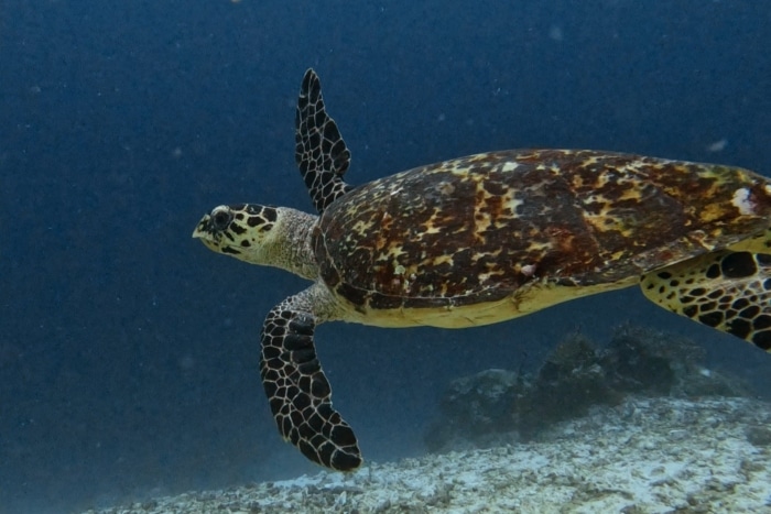 Tortuga carey en aguas de Raja Ampat buceando