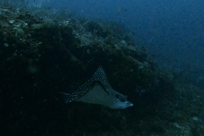 Foto de Raya 
Águila buceando en Raja Ampat