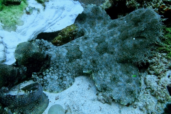 En la foto se ve la imagen del Tiburón Wobbegong buceando en Raja Ampat
