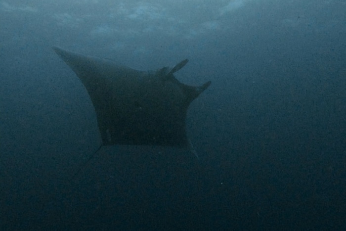 Manta oceánica buceando en Raja Ampat