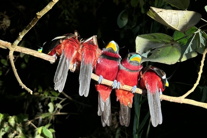 En la foto se ve un grupo de 6 carracas de pico ancho negras y rojas black and red Bloadbill río Kinabatangan