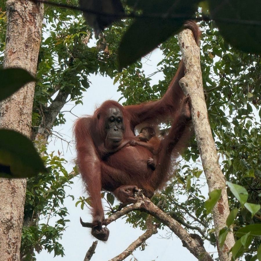Orangután con cría en Borneo