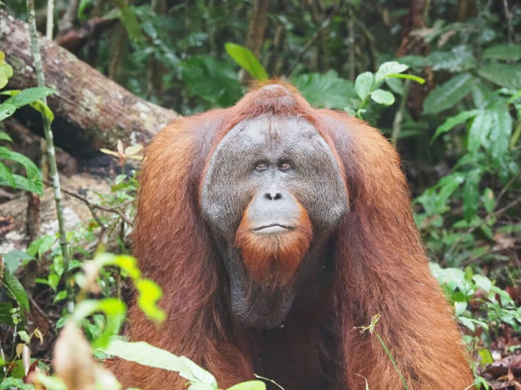 orangutanes en Borneo