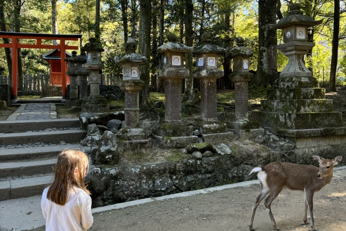 En la imagen se ve un tori, una niña y un ciervo