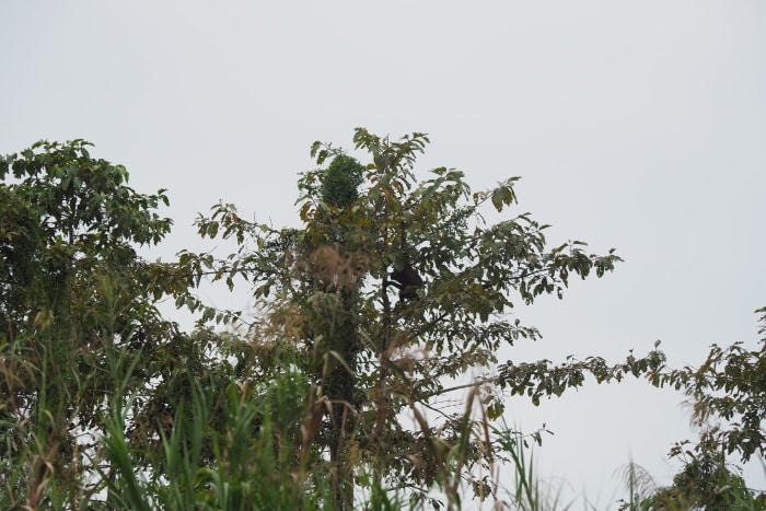 En la imagen se ve a un orangután comiendo en la copa de un árbol en el río Kinabatangan