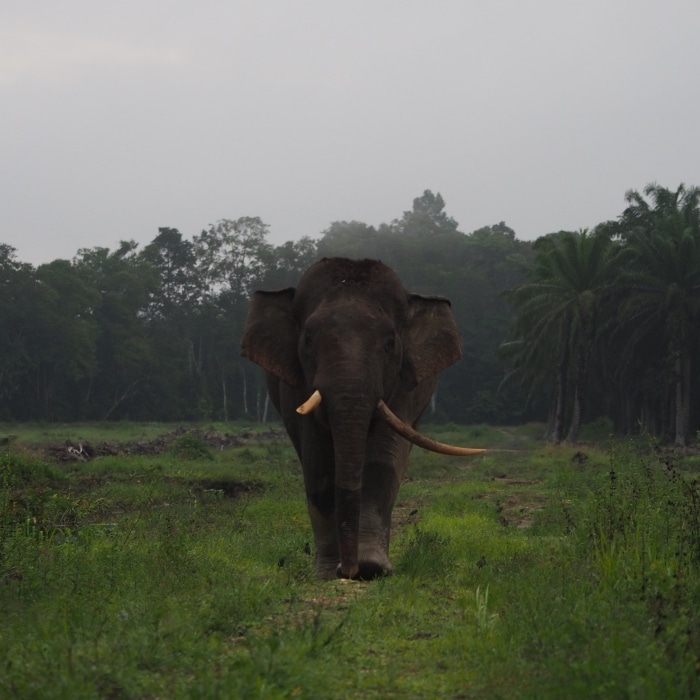 Río Kinabatangan elefante pigmeo