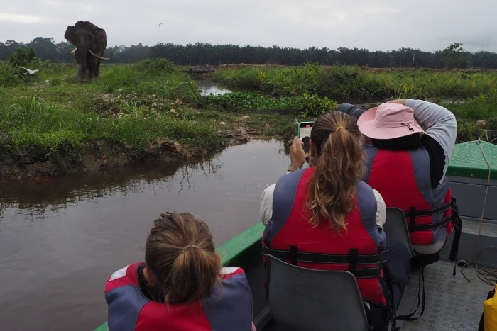 En la imagen se ven 3 personas dentro de un barco en el rio kinabatangan con un elefante pigmeo delante