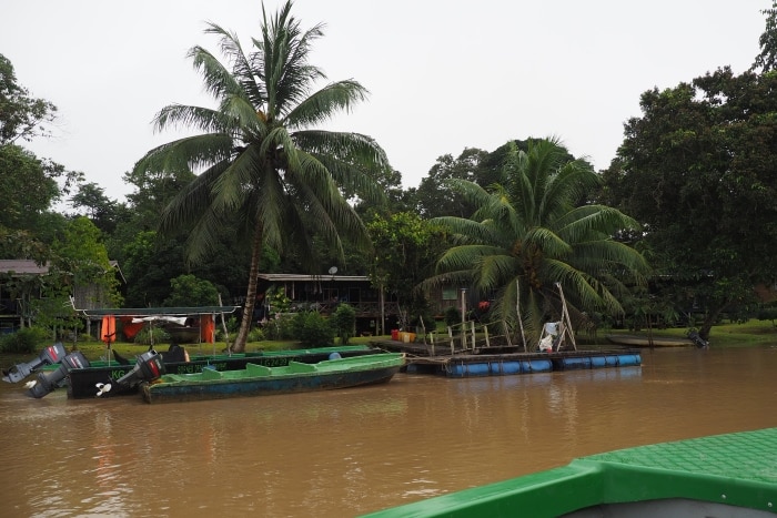 En la foto se ven los barcos del río Kinabatangan y la casa del Homestay Osman