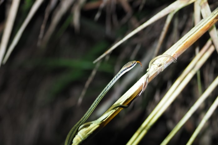 Dendrelaphis pictus (Painted Bronzeback) en el río kinabatangan