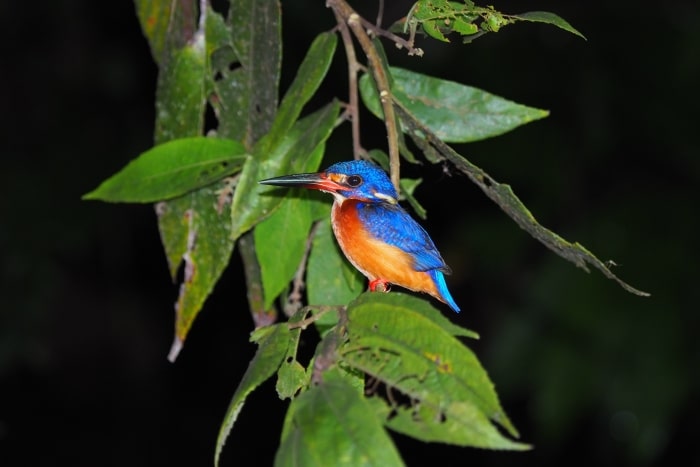 En la foto se ve al pájaro Martín Pescador. Foto sacada de noche donde se ven sus colores vibrantes naranja y azul