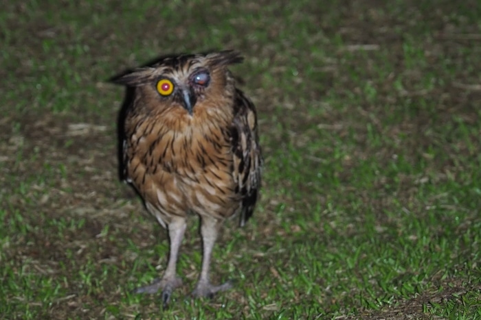 En la foto se ve Búho pescador malayo al que le falta un ojo en el Río Kinabatangan
