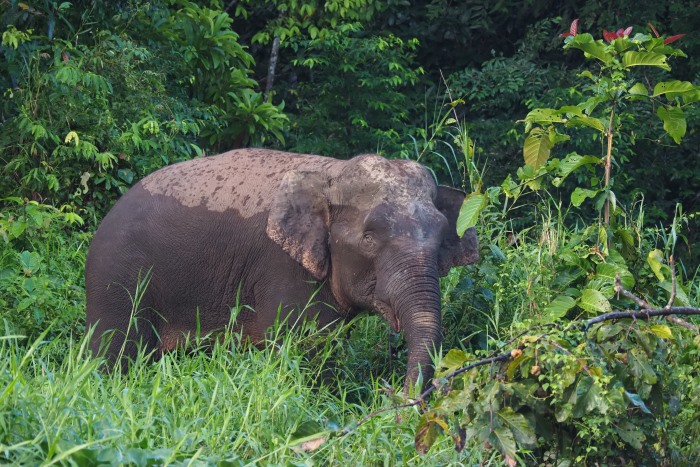 Elefante pigmeo a orillas del río kinabatangan