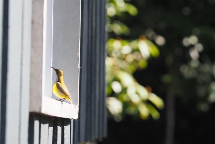 Sunbird de lomo oliváceo. Olive-backed Sunbird