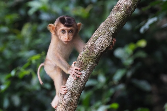 En la foto se ve un macaco de cola corta subido a un árbol en el río Kinabatangan