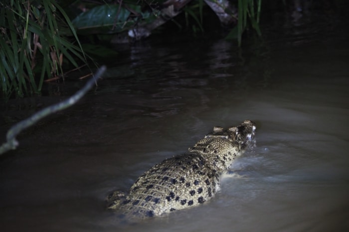 Cocodrílo en el safari nocturno en el río kinabatangan