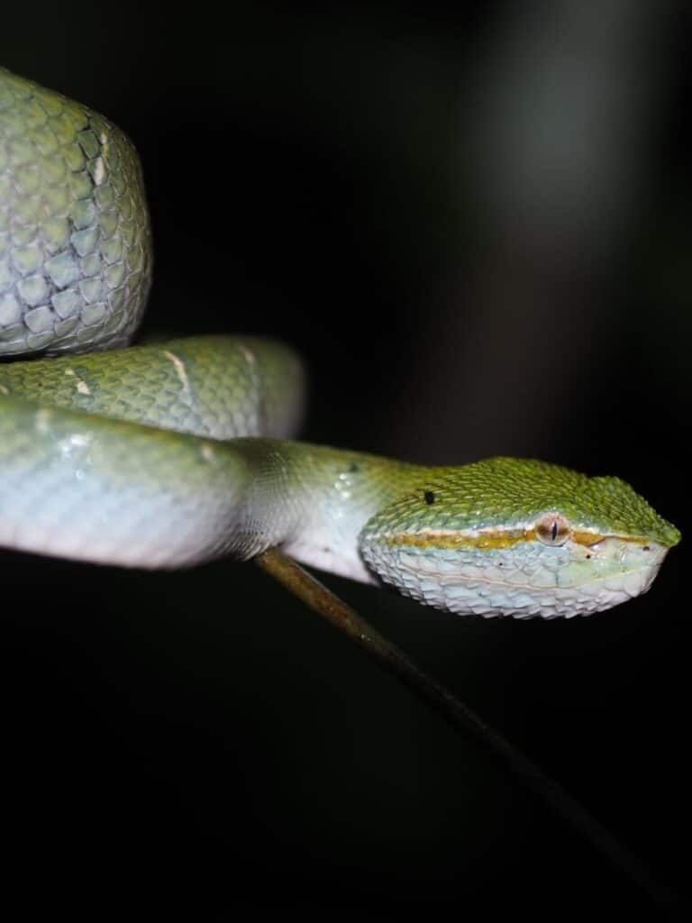 Víbora selva Borneo